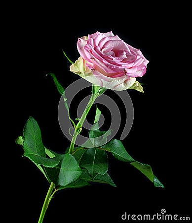 The studio photo of a red rose on a black background. Stock Photo