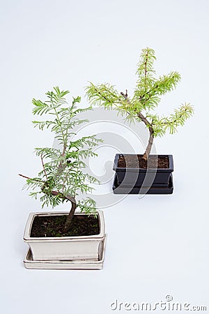 A studio photo of two miniature Bonsai trees Stock Photo