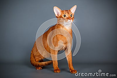 Abyssinian cat on colored backgrounds Stock Photo