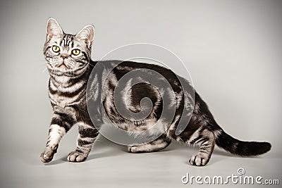 American shorthair cat on colored backgrounds Stock Photo