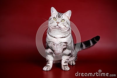 American shorthair cat on colored backgrounds Stock Photo