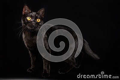 American shorthair cat on colored backgrounds Stock Photo