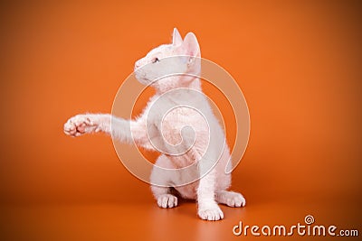 Don Sphynx cat on colored backgrounds Stock Photo