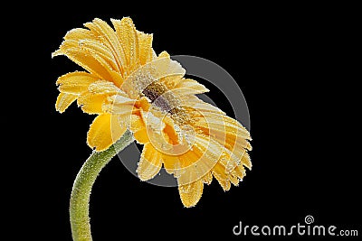 Studio photography of a natural flower Stock Photo