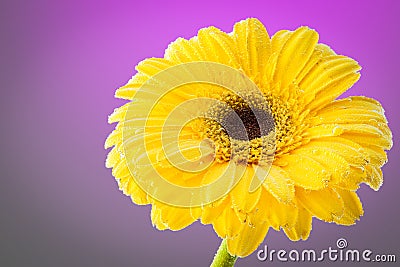Studio photography of a natural flower Stock Photo