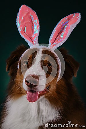 Studio portrait of Aussie on dark green background. Happy New Year 2023 rabbit. Dog with pink bunny ears on head. Happy Stock Photo