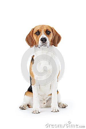 Studio Portrait Of Beagle Dog Against White Background Stock Photo