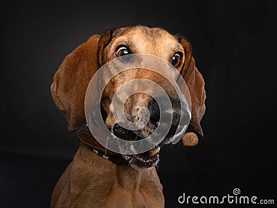 Studio portrait of a brown dog making a funny face while catching a treat. Stock Photo