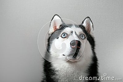 Studio portrait husky dog looking Stock Photo