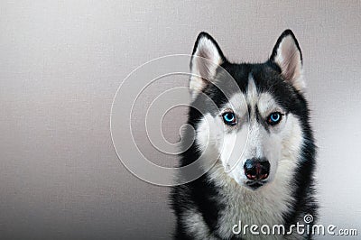 Studio portrait husky dog with Stock Photo