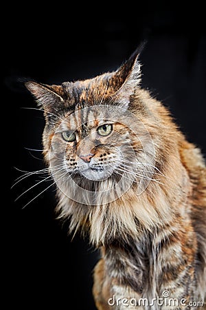 Studio portrait Maine Coon cat. Cat with long mustache and tassels on ears on black background. Stock Photo