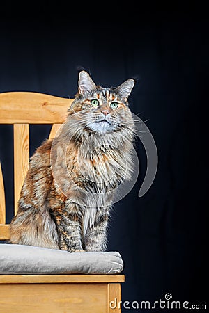 Studio portrait Maine Coon cat. Cat with long mustache and tassels on ears sits on chair on black background. Stock Photo