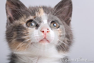 Studio portrait of a muzzle of a small gray three-colored kitten on a gray background Stock Photo