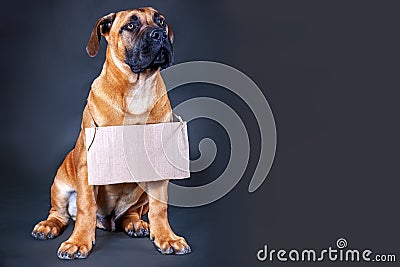 Studio portrait of puppy of big dog Boerboel breed, ginger color with dark mask on its face, with empty card board on the neck, gr Stock Photo