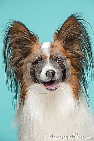 Studio portrait of a small yawning puppy Papillon Stock Photo