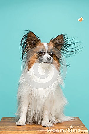 Studio portrait of a small yawning puppy Papillon Stock Photo