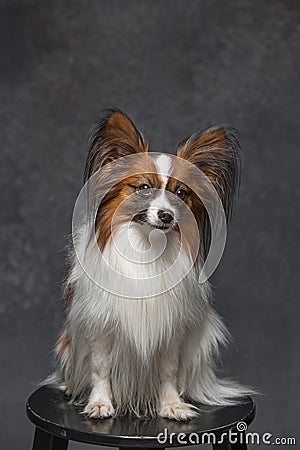 Studio portrait of a small yawning puppy Papillon Stock Photo