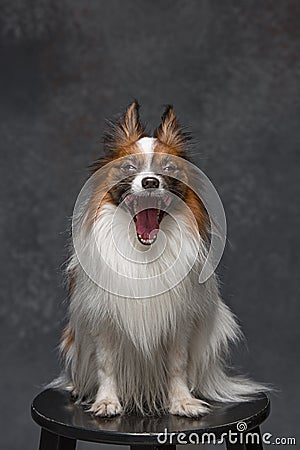 Studio portrait of a small yawning puppy Papillon Stock Photo