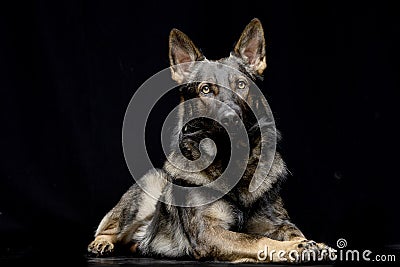 Studio shot of an adorable German shepherd Stock Photo