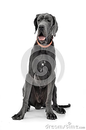 Studio shot of an adorable Great Dane Stock Photo