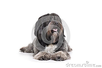 Studio shot of an adorable Tibetan Terrier lying with long, eyes covering hair Stock Photo