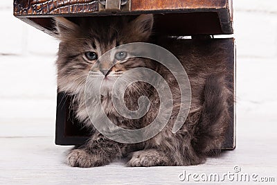 Young fluffy kitten in the chest Stock Photo