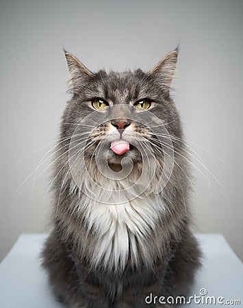 naughty maine coon cat portrait sticking out tongue Stock Photo