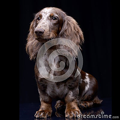 Studio shot of a cute Dachshund puppy Stock Photo