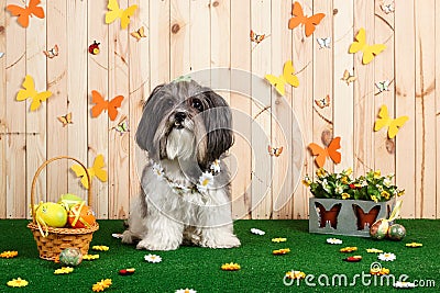 Studio shot of a cute dog in vibrant Spring Easter scene Stock Photo