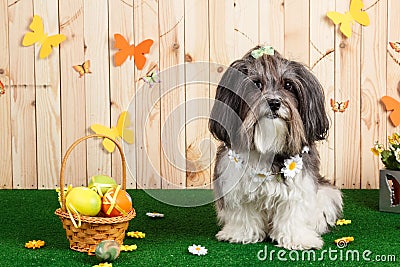 Studio shot of a cute dog in vibrant Spring Easter scene Stock Photo