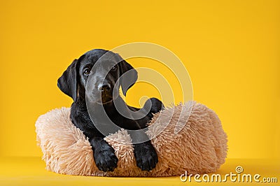 Studio shot of cute small black labrador retriever puppy Stock Photo