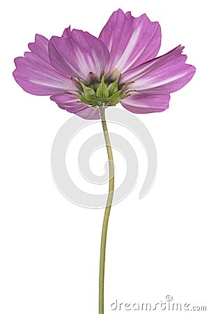 Cosmos flower isolated Stock Photo