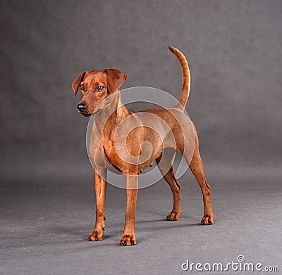 Studio shot of German Pinscher Stock Photo