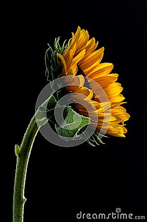 Studio shot of a large beautiful sunflower on Black background Stock Photo