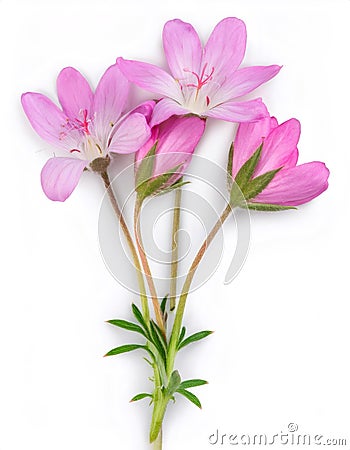 Studio shot of pink clarkia amoena flowers, also known as farewell to spring, isolated on a white background with full Stock Photo