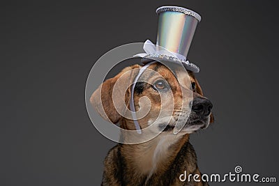 Funny pedigreed dog with top hat against gray background Stock Photo