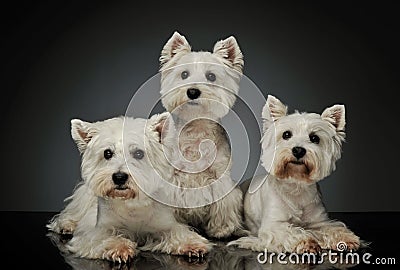 Studio shot of three adorable West Highland White Terrier Westies Stock Photo