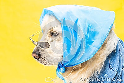 Studio shots with copy space and funny white golden retriever Stock Photo