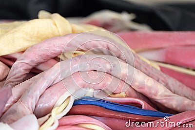 Study anatomy Human model in the laboratory. Stock Photo