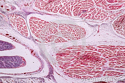 Study Histology of human, tissue bone under the microscopic. Stock Photo