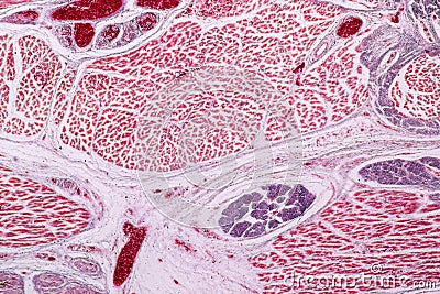 Study Histology of human, tissue bone under the microscopic. Stock Photo