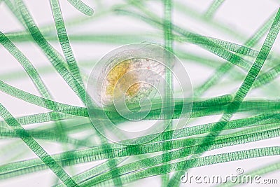 Oscillatoria is a genus of filamentous cyanobacterium, oscillation in its movement under the microscope. Stock Photo