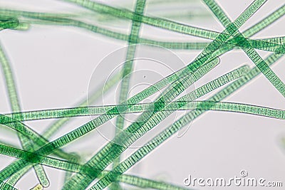 Oscillatoria is a genus of filamentous cyanobacterium, oscillation in its movement under the microscope. Stock Photo