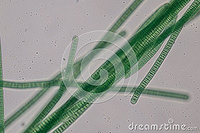 Oscillatoria is a genus of filamentous cyanobacterium, oscillation in its movement under the microscope. Stock Photo