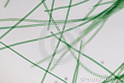 Oscillatoria is a genus of filamentous cyanobacterium, oscillation in its movement under the microscope. Stock Photo