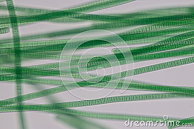 Oscillatoria is a genus of filamentous cyanobacterium, oscillation in its movement under the microscope. Stock Photo