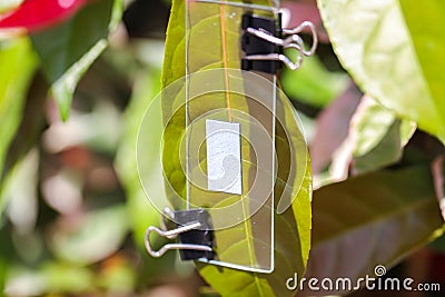 Study of photosynthesis from plants in lab. Stock Photo