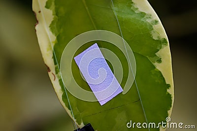 Study of photosynthesis from plants in lab. Stock Photo