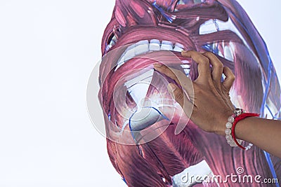 Study Structure anatomy and Histological sample of Human model. Stock Photo