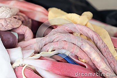 Study Structure anatomy and Histological sample of Human model. Stock Photo